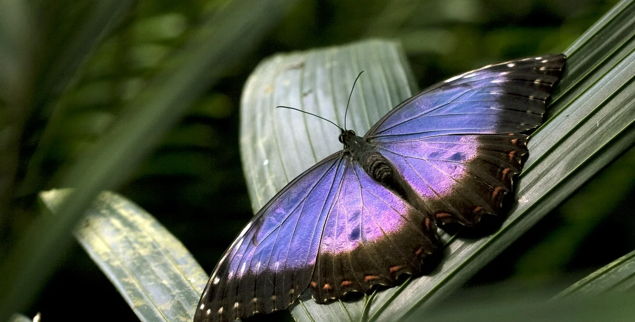 Exotic butterflies are hatching in an exhibit at Prague's Botanical Garden / photo via botanicka.cz