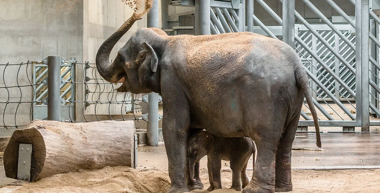 The elephant Tamara in 2016. Photo: Prague Zoo.