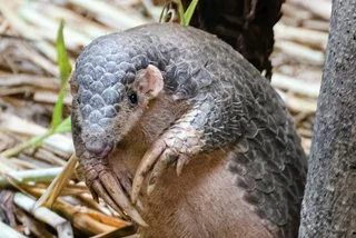 Cast your vote for naming Prague Zoo’s endangered pangolins