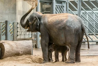 Heartbreaking details emerge about the Prague Zoo accident