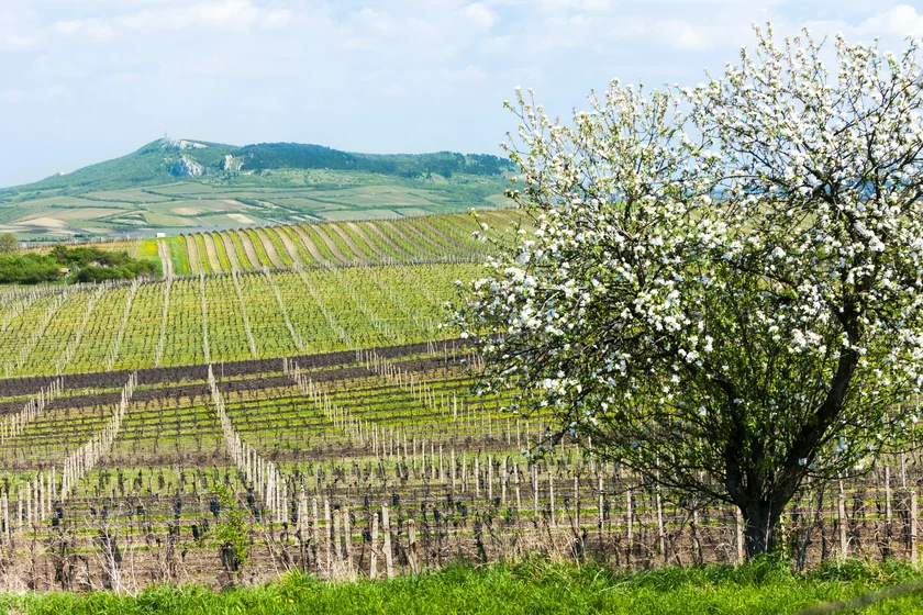 Spring vineyard, Palava. Photo: iStock / phbcz