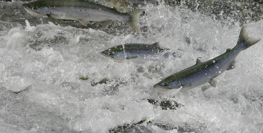 Alaska Alaskan Vojta  Salmon-Swimming-Up-Stream-460-1024x768