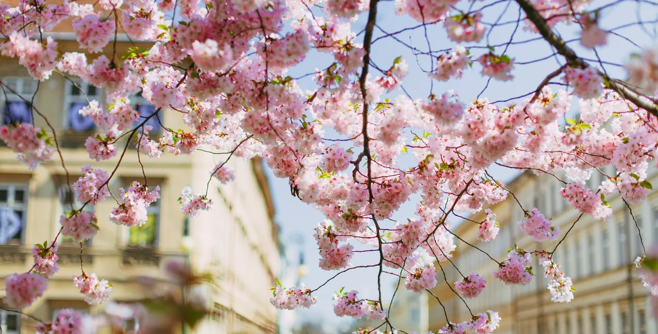 The Czech Republic celebrates May 1 under the cherry blossoms