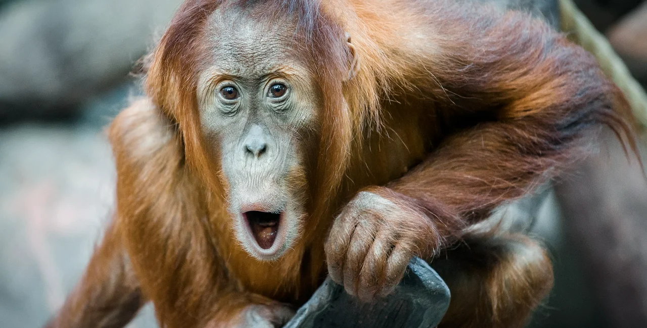 Prague Zoo orangutans’ escape attempt foiled by bananas