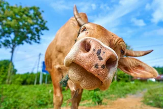 Cow on a farm. Photo: iStock, Kateryna Kukota.