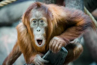Prague Zoo orangutans’ escape attempt foiled by bananas