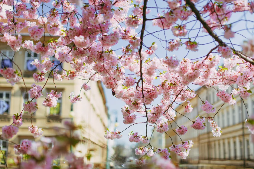 Cherry blossoms in Prague. Photo: iStock / Liudmyla Melnykova