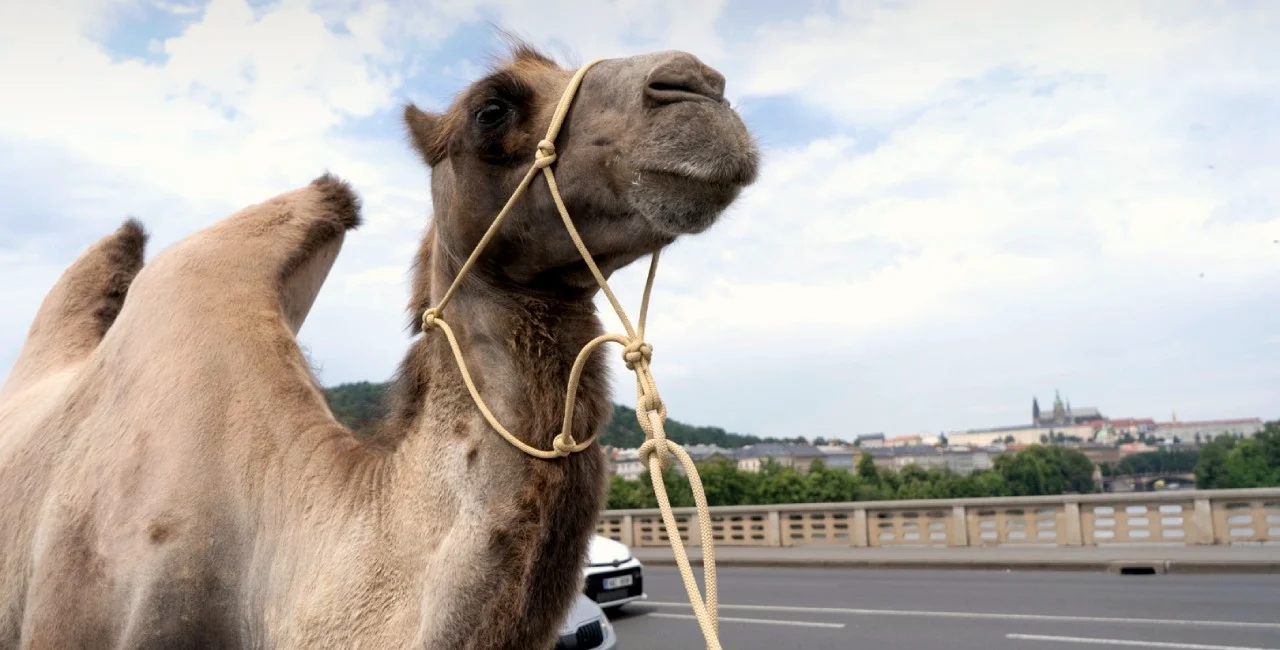 Camel crossing a bridge in front of Prague Castle. Photo: Radegast