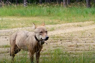Video: Young wolf crosses the Czech Republic to find love in Poland