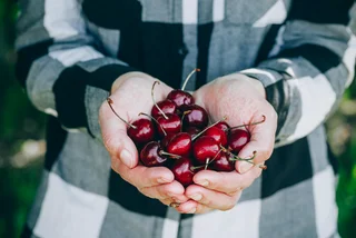 Cherry festival invites Praguers to fill a basket for free