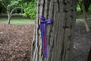 Prague walnut grove dedicated as a living memorial to Lidice tragedy