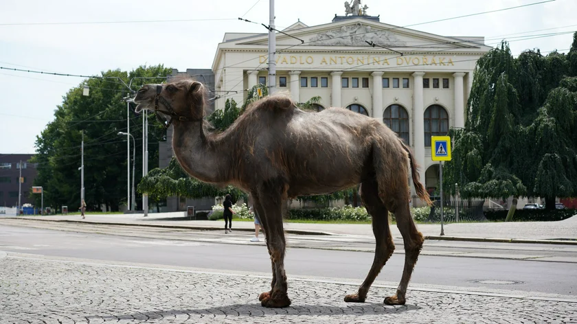 Camel at Ostrava's Antonín Dvořák Theatre. Photo: Radegast