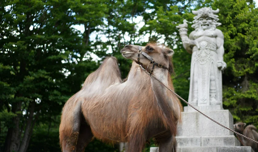 Camel in front of Radegast statue in Beskydy. Photo: Radegast