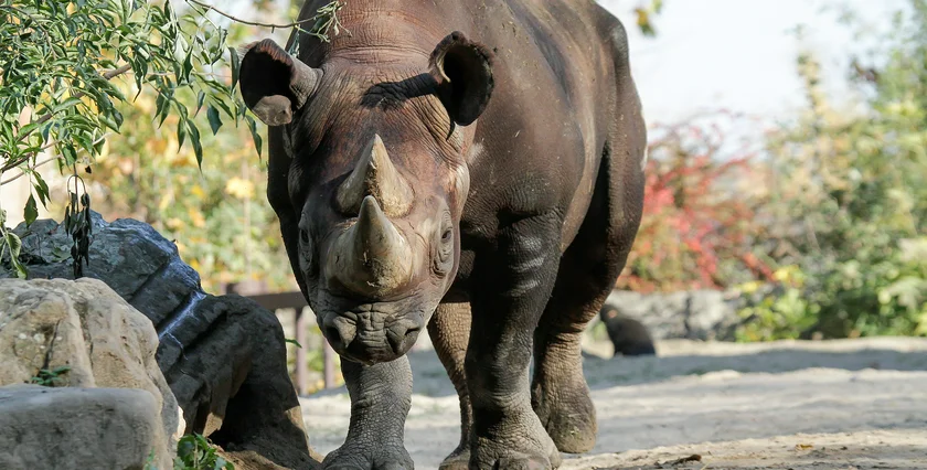 Black rhino. Photo: Safari Park Dvůr Králové
