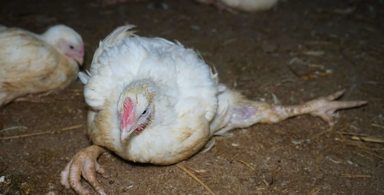 A new campaign against animal cruelty was launched this week by the non-profit organization OBRAZ. They releasing footage of birds with broken legs, dying of hunger and thirst, revealing the dreadful treatment of animals on Czech farms. Photo: rychlokurata.cz