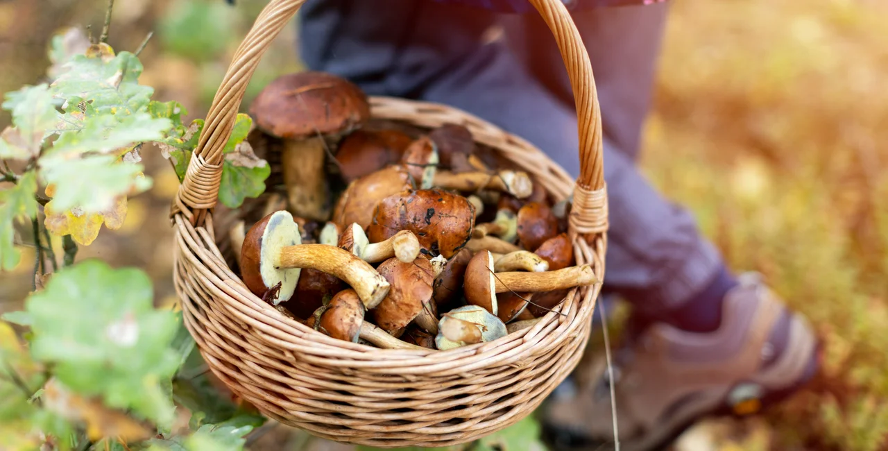 Mushroom picking in the forest. Photo: iStock / PIKSEL