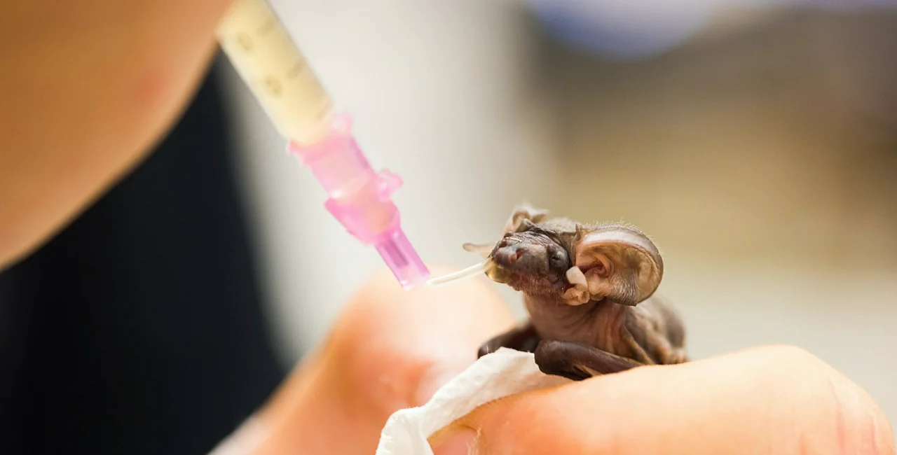 Photo via www.stanicehuslik.cz /