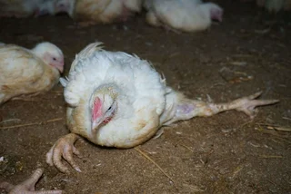 A new campaign against animal cruelty was launched this week by the non-profit organization OBRAZ. They releasing footage of birds with broken legs, dying of hunger and thirst, revealing the dreadful treatment of animals on Czech farms. Photo: rychlokurata.cz