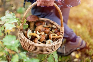 Czech mushroom hunting made easy: new map charts peak conditions