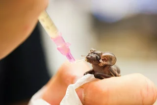 Today in Czechia: Rescue station nurses baby long-eared bat back to health