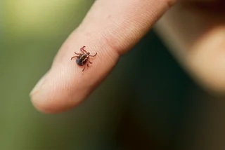 Czechia sees steep rise in diseases transmitted by ticks