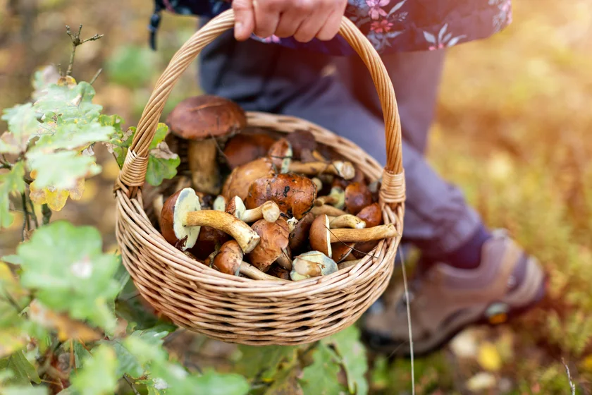 Mushroom picking in the forest. Photo: iStock / PIKSEL