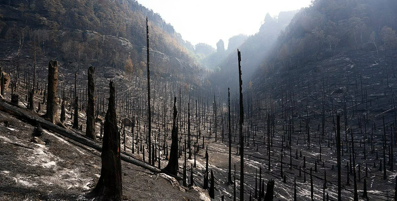 The aftermath of the large-scale fire in the Czech Switzerland National Park. Photo: