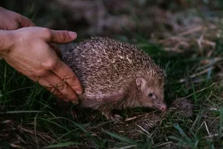Prague is looking for people who will let them release hedgehogs in their gardens. Photo: Lesy hl. m. Prahy