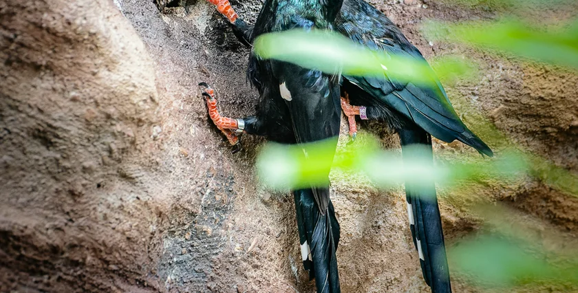 Three rare baby woodpeckers were born at Safari Park Dvůr Králové. Photo: Helena Hubáčková / Safari Park Dvůr Králové