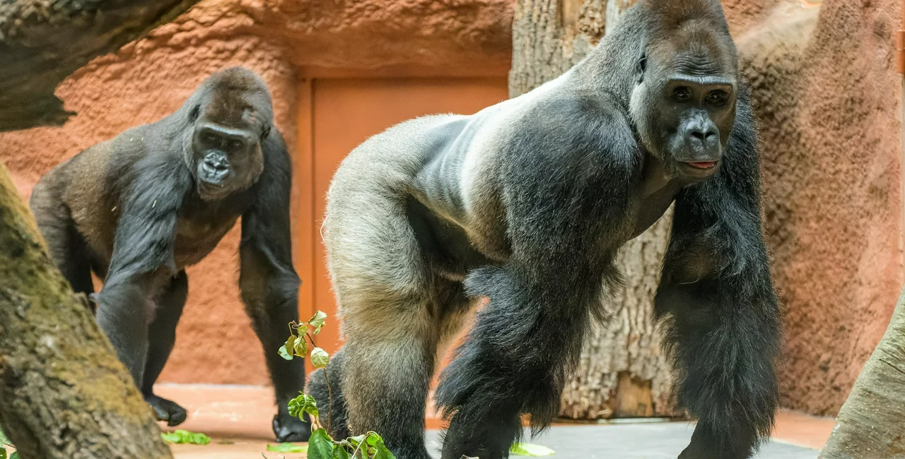 An interactive replica of a Cameroon forest now houses gorillas in Prague
