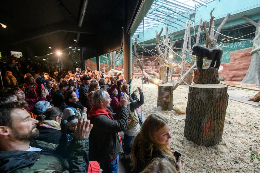 People take pictures at the opening of the new pavilion.  Photo: Prague Zoo.