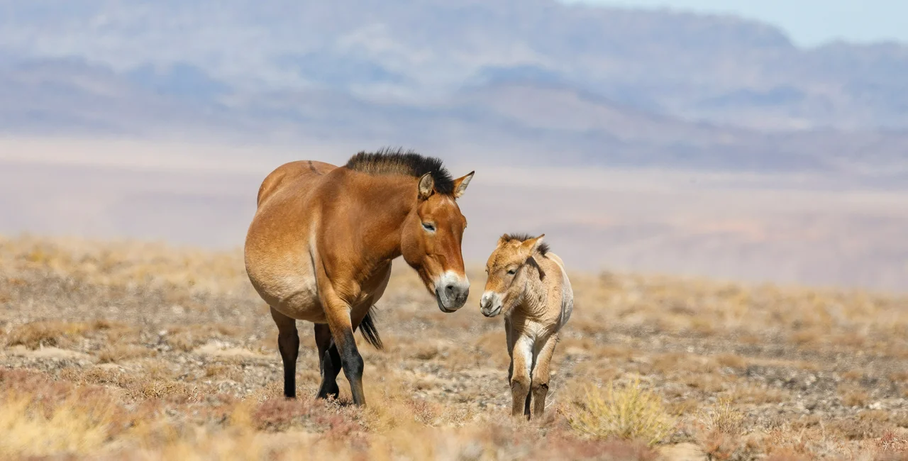 Przewalski's horses. Photo by Miroslav Bobek.