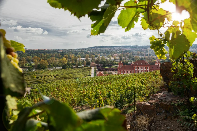 St. Klara vineyard in Prague.