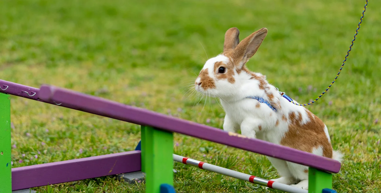 Czech rabbits hopped to multiple titles at the European championships. Illustrative image via iStock/