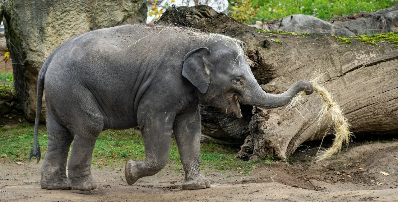 Elephant at Prague Zoo. Photo via Facebook/Zoo Praha.