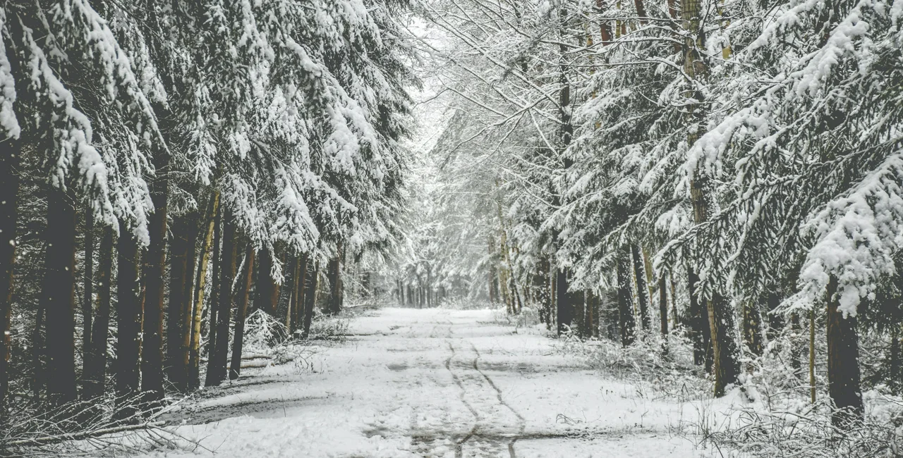 Photo Czech forest under snowfall Miroslav Škopek on Unsplash.