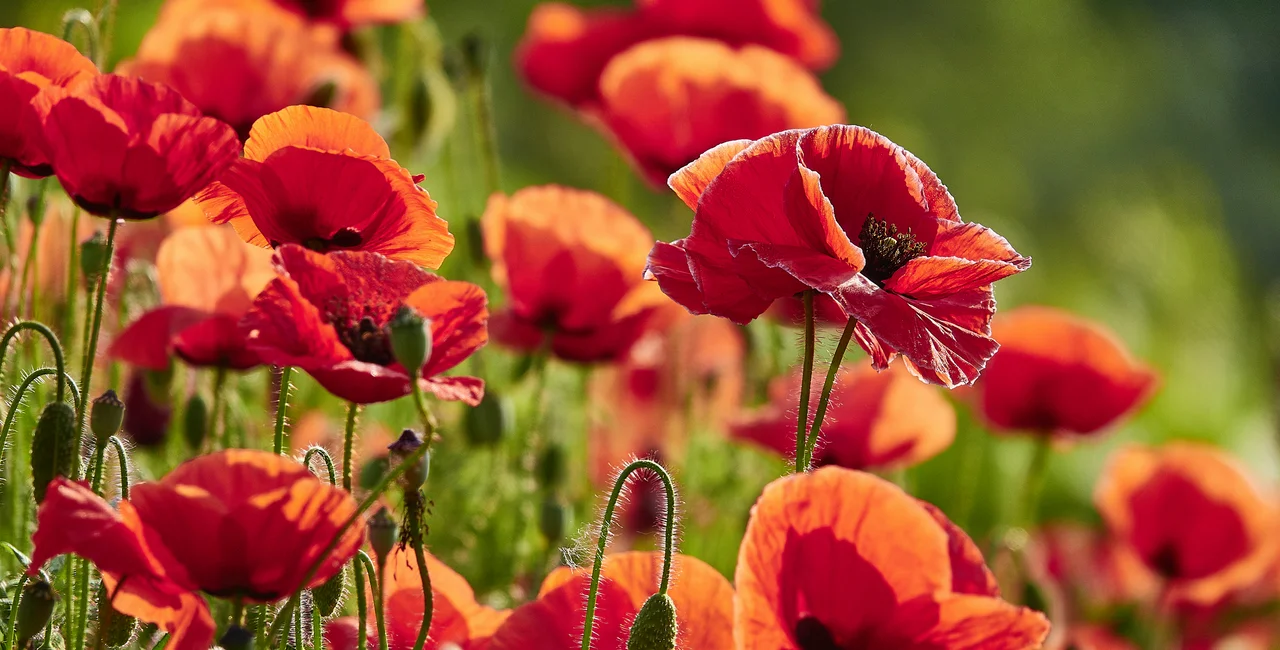 Red poppies are the symbol of Veterans Day. Photo via iStock/clu.