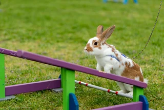 VIDEO OF THE WEEK: European bunny-hopping championship comes to Czech Republic