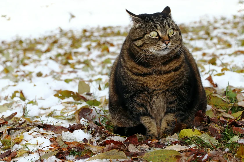 An obese cat. Photo via iStock/Astrid860.