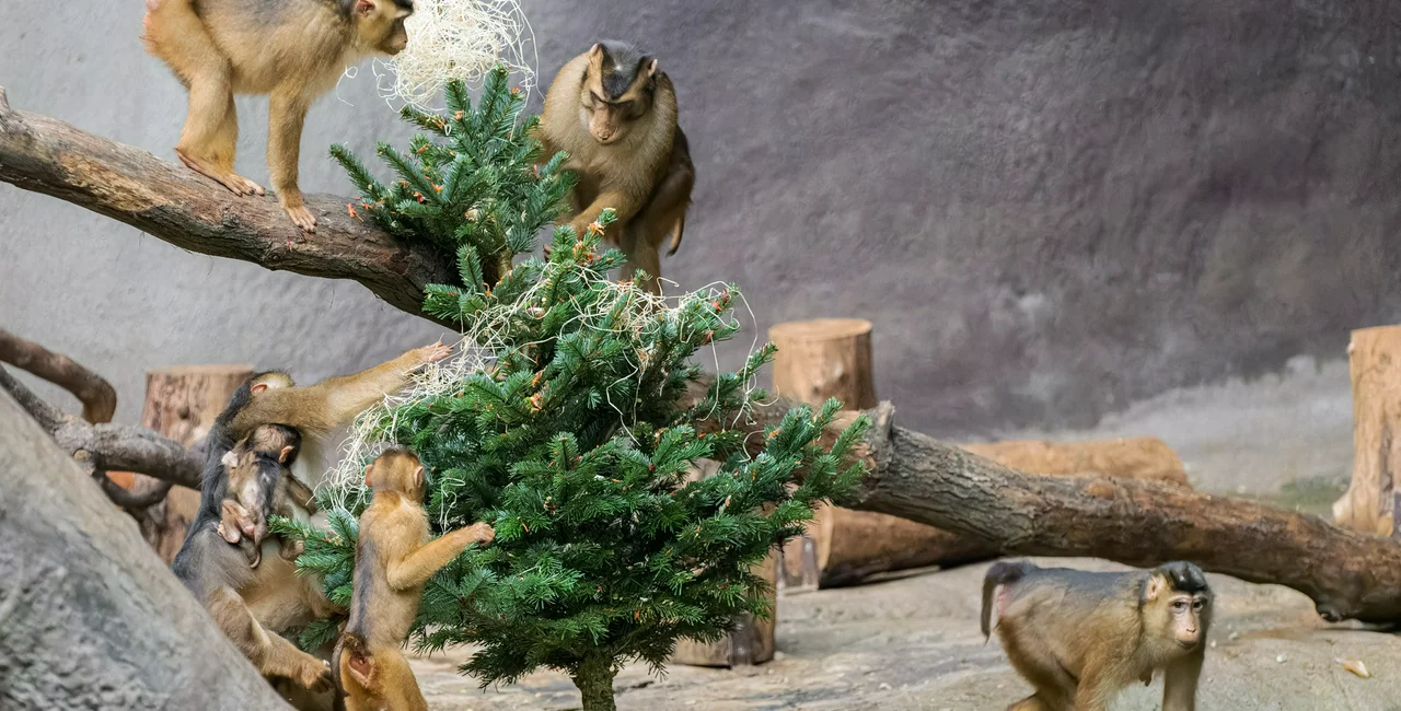 Pig-tailed macaques snack on a Christmas tree. Photo: Facebook / Zoo Praha