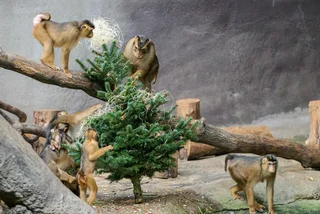 Recycled Christmas trees become a holiday treat for Prague Zoo residents