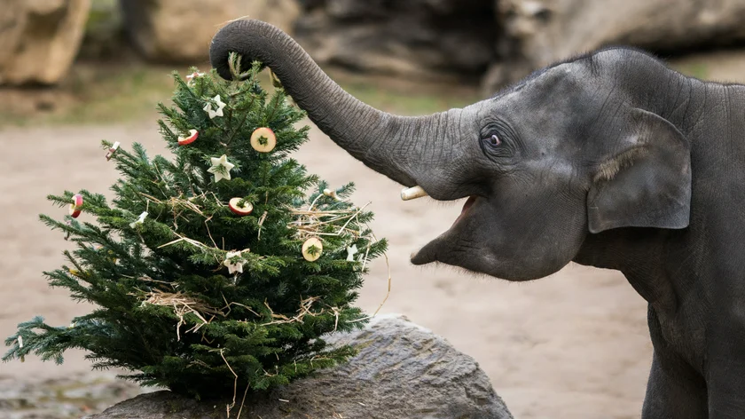 An elephant enjoys a Christmas tree at the Prague Zoo. Photo