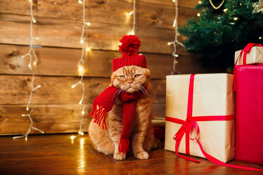 iStock-1071006846 grumpy red cat christmas vánoce