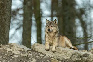 Czech conservationists return wolf struck by car back into the wild