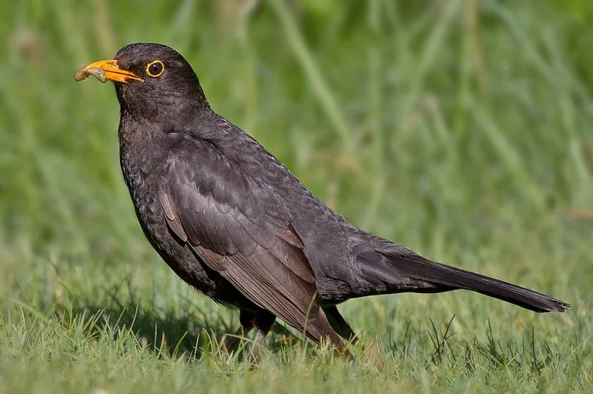 Common blackbird. Photo by Wikimedia Commons/Andreas Trepte, under