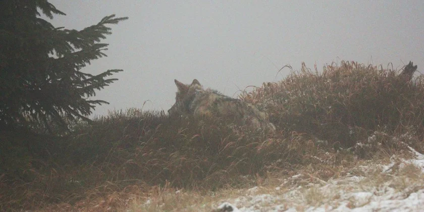 The wolf with its telemetric collar. Photo: Martin Duľa, Mendel University.