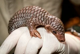 Prague Zoo welcomes first pangolin born in Europe