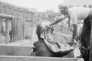 Rare footage of Prague Zoo in the 1930s discovered in Austria