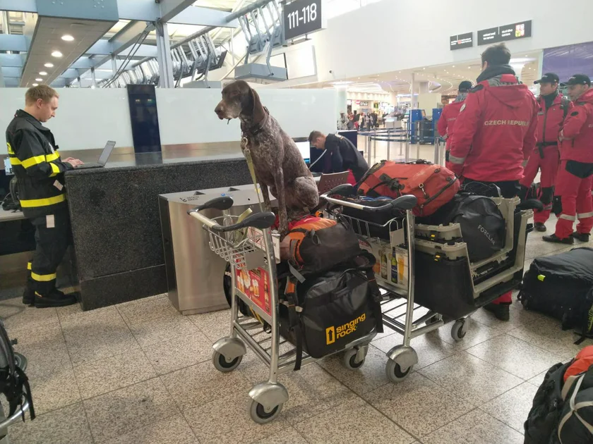 A dog from the Prague police prepares to leave for Turkey. Photo: Facebook, @Městská policie hl. m. Prahy