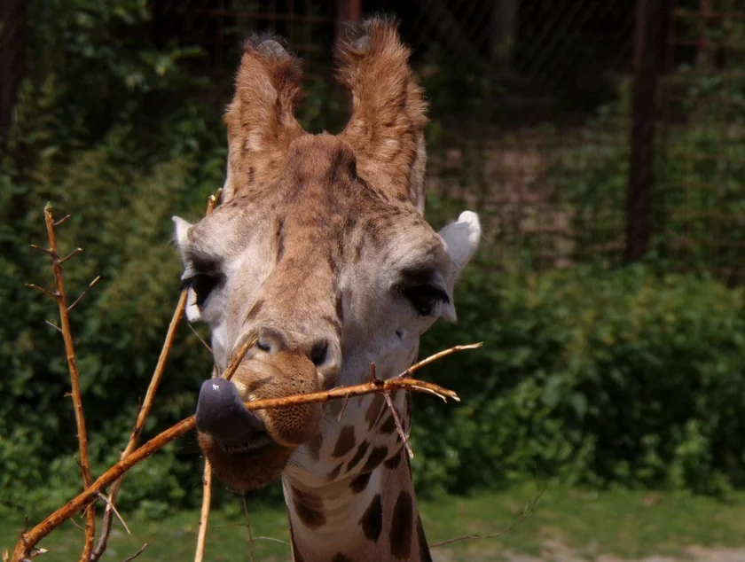 Giraffe eating a branch at Zoo Olomouc, via their Facebook page.